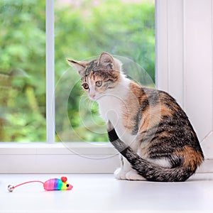 Tricolor kitten on the windowsill with a toy