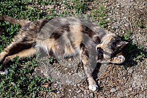 A tricolor lactating cat with a nipple lies on the grass. Mother cat photo
