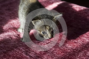 Tricolor little kitten with blue eyes is walking on the pink bedcover