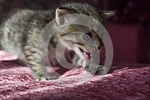 Tricolor little kitten with blue eyes is walking on the pink bedcover