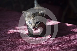 Tricolor little kitten with blue eyes is walking on the pink bedcover
