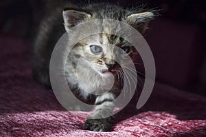 Tricolor little kitten with blue eyes is walking on the pink bedcover