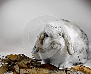 Tricolor lop rabbit photo