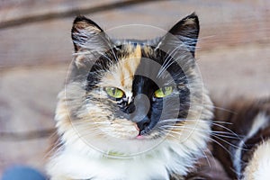 Tricolor motley cat sits on the terrace