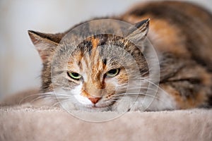 tricolor mottled angry cat has clung to the carpet and looks terrifyingly photo