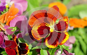 Tricolor original Pansy flowers. Viola x wittrockiana.