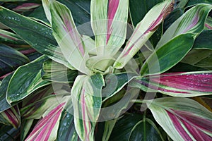 Tricolor Ornamental Plant
