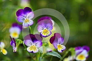 Tricolor Pansies