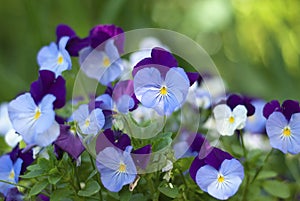 Tricolor pansy flower plant natural background, summer time. Sunlight bokeh background. Colorful flowers summer seasonal