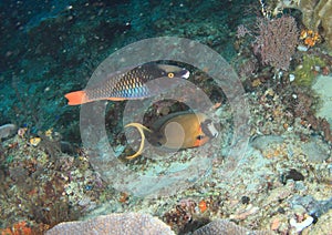 Tricolor parrotfish and Mimic surgeonfish