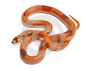 Tricolor Patternless Honduran milk snake photo