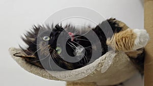 A tricolor purebred cat with green eyes is resting on a cat bed.