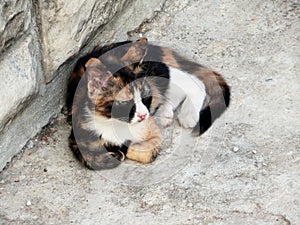 Tricolor red, white and black homeless cat lying in the yard