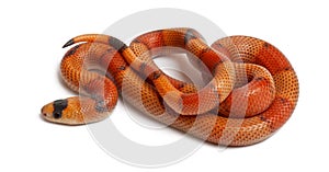 Tricolor Reverse Honduran milk snake