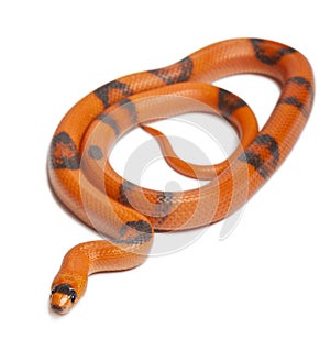 Tricolor Reverse Honduran milk snake photo