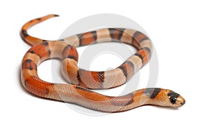 Tricolor Reverse Honduran milk snake