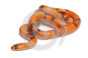 Tricolor Reverse Honduran milk snake, Lampropeltis triangulum hondurensis photo