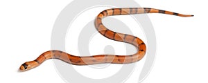 Tricolor Reverse Honduran milk snake, Lampropeltis triangulum hondurensis photo