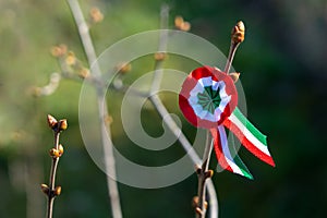 tricolor rosette on spring tree with bud symbol of the hungarian national day 15th of march photo