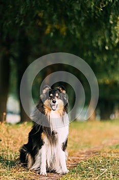 Tricolor Rough Collie, Funny Scottish Collie, Long-haired Collie, English Collie, Lassie Dog Posing Outdoors In Park