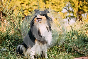 Tricolor Rough Collie, Funny Scottish Collie, Long-haired Collie, English Collie, Lassie Dog Sitting In Green Grass.