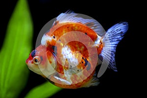 Tricolor ryukin goldfish