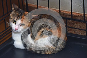 Tricolor scared kitten in a cage at an animal shelter