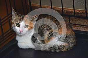 Tricolor scared kitten in a cage at an animal shelter