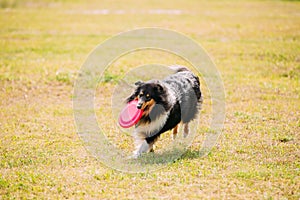 Tricolor Scottish English Rough Long-Haired Collie Lassie Adult