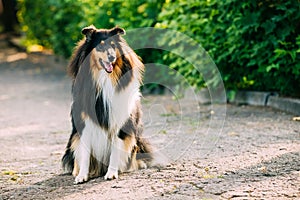 Tricolor Scottish Rough Long-Haired English Collie Lassie Adult Dog