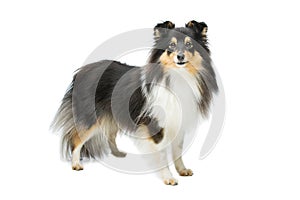 Tricolor sheltie dog