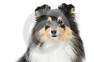 Tricolor sheltie dog