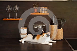 Tricolor shorthaired kitten lying on kitchen table