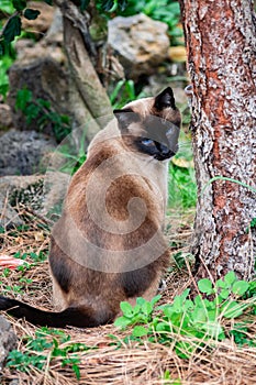 Tricolor domestic siamese male cat