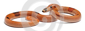 Tricolor sunrise patternless reverse Honduran milk snake, Lampropeltis triangulum hondurensis photo