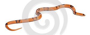 Tricolor sunrise reverse Honduran milk snake, Lampropeltis triangulum hondurensis photo