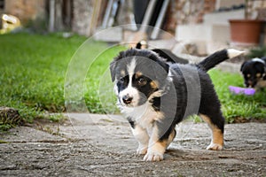 Tricolor teddybear of border collie