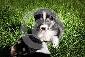 Tricolor teddybear border collie puppy