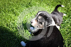 Tricolor teddybear border collie puppy