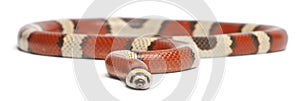 Tricolor vanishing Honduran milk snake, Lampropeltis triangulum hondurensis photo