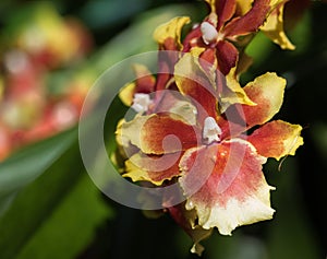 Tricolor Yellow, White and Red Orchid, Oncidium Sharry Baby Blooming in Selective Focus