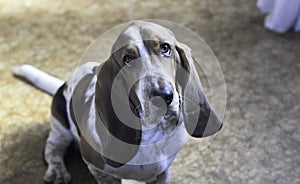 Tricolor young beautiful adorable basset hound sitting looking at camera