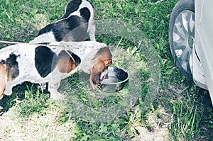 Tricolor young beautiful basset hound staying on grass and drinking a water