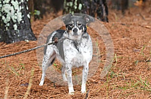 Tricolored Australian Cattle Dog Heeler mix outside on leash