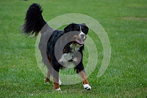 Tricolored Bernese Mountain Dog runs