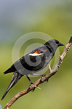Tricolored Blackbird