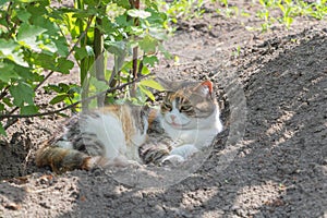 A tricolored cat lies in the shadow of bushes and smiles