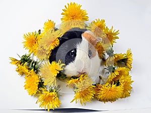 A tricolored guinea pig surrounded by yellow dandelions