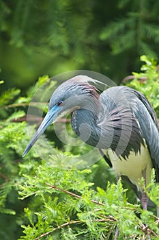 Tricolored heron