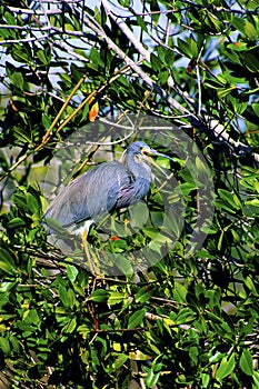 Tricolored Heron  15259